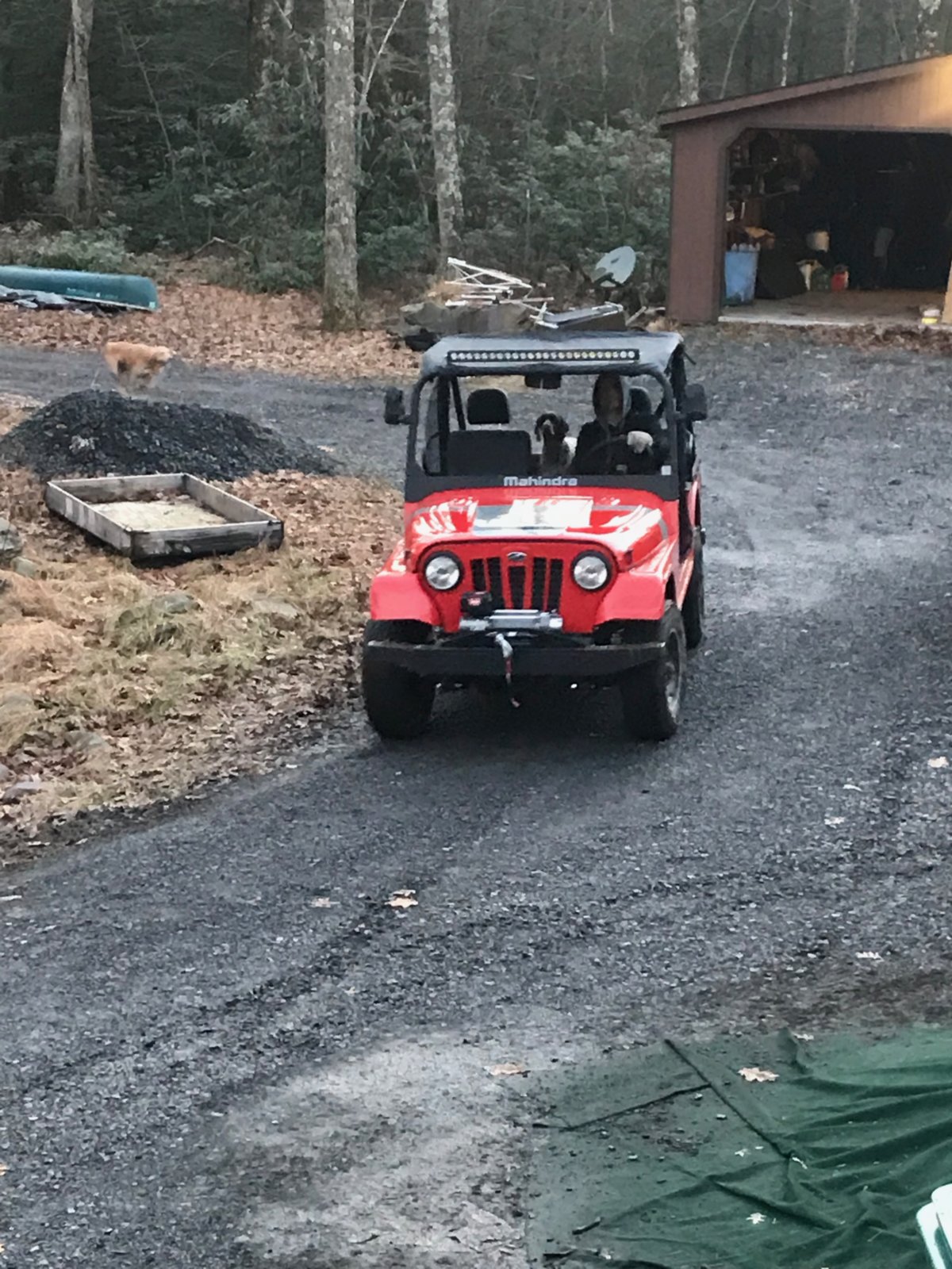 Dogs running with Roxor.jpg